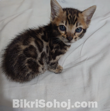 bengal male kitten